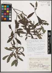 Foto von Salix purpurea L.